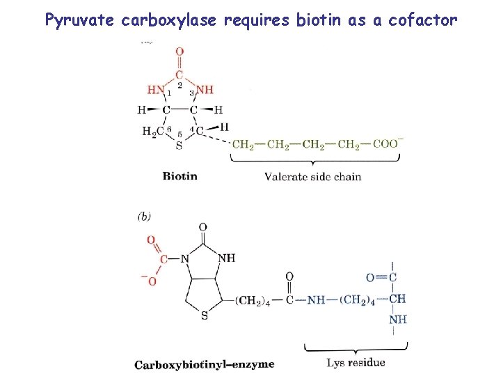 Pyruvate carboxylase requires biotin as a cofactor 