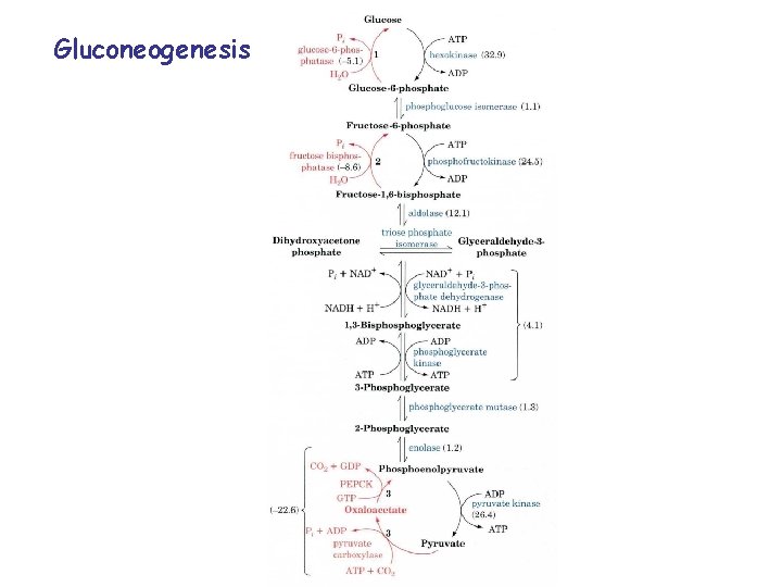 Gluconeogenesis 