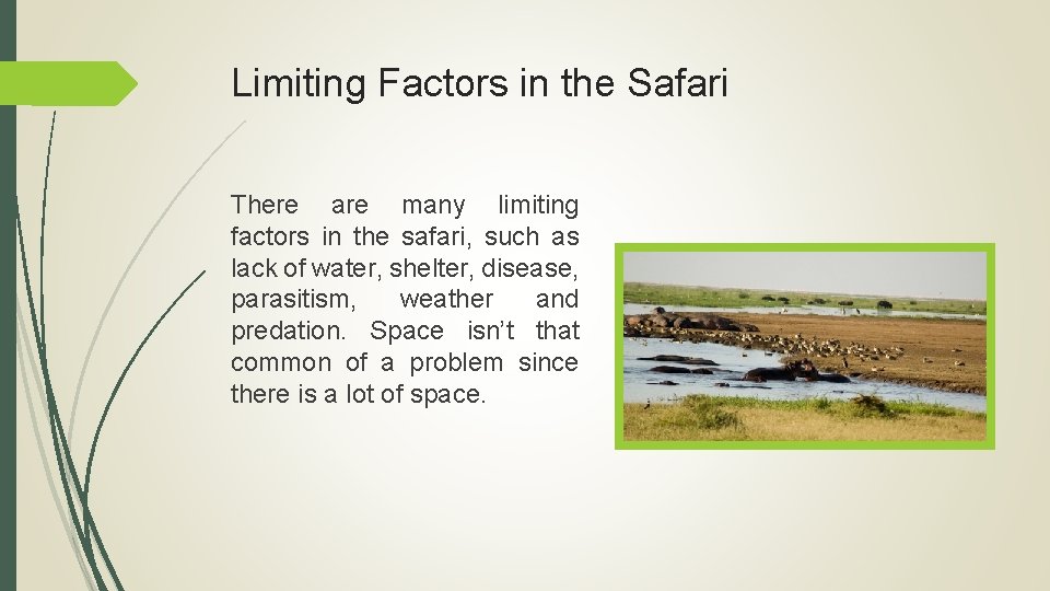 Limiting Factors in the Safari There are many limiting factors in the safari, such