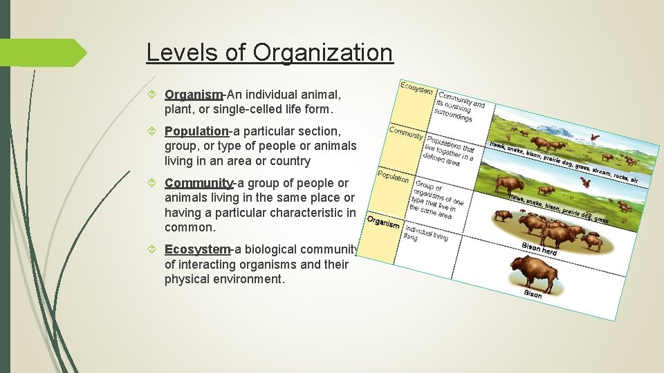 Levels of Organization Organism-An individual animal, plant, or single-celled life form. Population-a particular section,