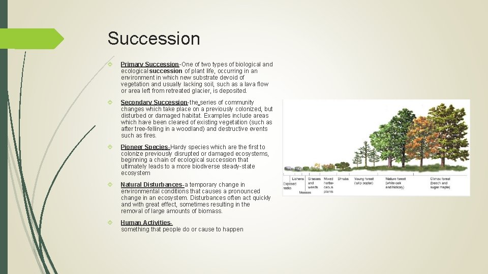 Succession Primary Succession-One of two types of biological and ecological succession of plant life,