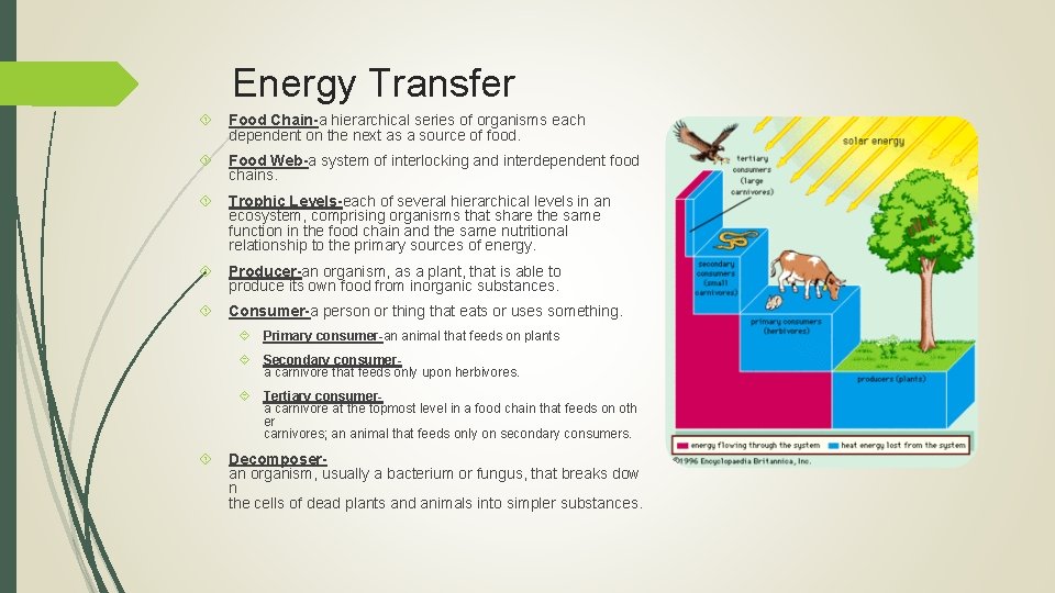 Energy Transfer Food Chain-a hierarchical series of organisms each dependent on the next as