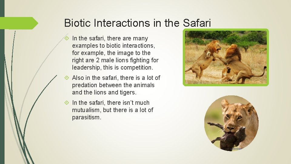 Biotic Interactions in the Safari In the safari, there are many examples to biotic