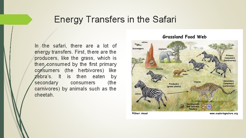 Energy Transfers in the Safari In the safari, there a lot of energy transfers.