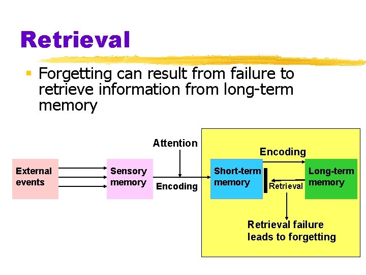 Retrieval § Forgetting can result from failure to retrieve information from long-term memory Attention