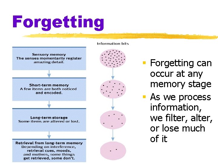 Forgetting § Forgetting can occur at any memory stage § As we process information,