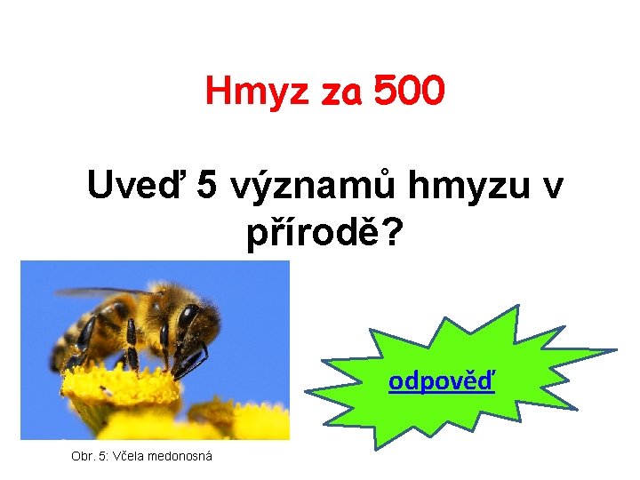 Hmyz za 500 Uveď 5 významů hmyzu v přírodě? odpověď Obr. 5: Včela medonosná