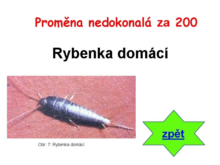 Proměna nedokonalá za 200 Rybenka domácí Obr. 7: Rybenka domácí 