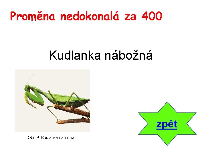 Proměna nedokonalá za 400 Kudlanka nábožná Obr. 9: Kudlanka nábožná 