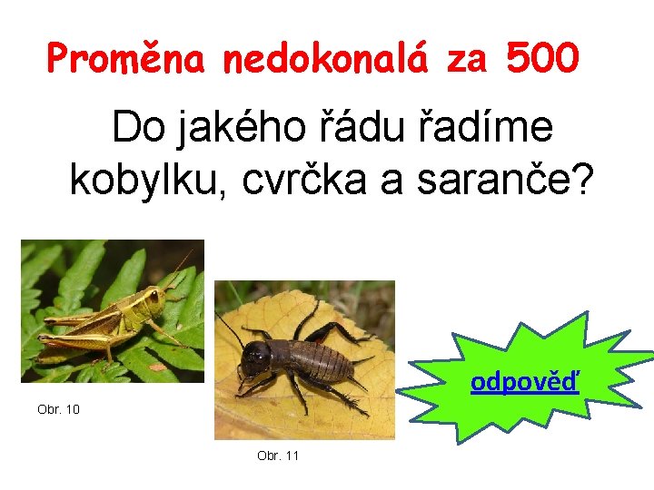 Proměna nedokonalá za 500 Do jakého řádu řadíme kobylku, cvrčka a saranče? odpověď Obr.