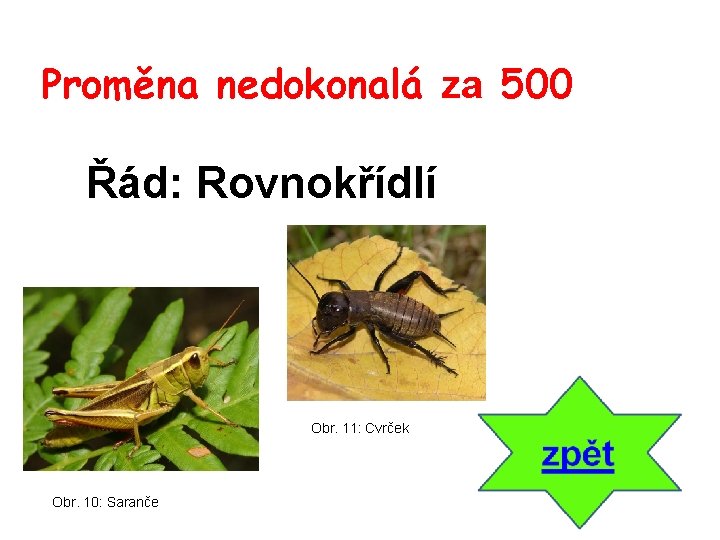 Proměna nedokonalá za 500 Řád: Rovnokřídlí Obr. 11: Cvrček Obr. 10: Saranče 