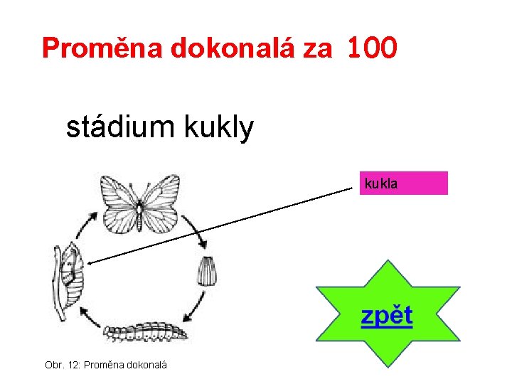 Proměna dokonalá za 100 stádium kukly kukla Obr. 12: Proměna dokonalá 