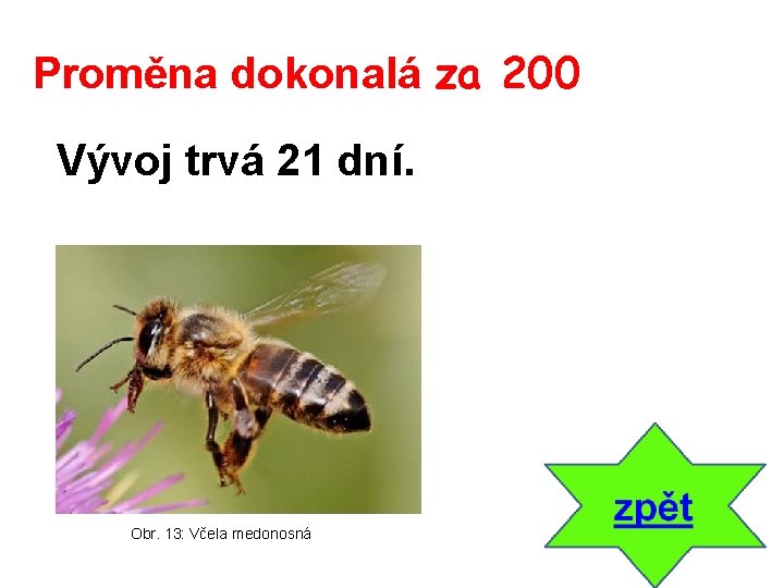 Proměna dokonalá za 200 Vývoj trvá 21 dní. Obr. 13: Včela medonosná 