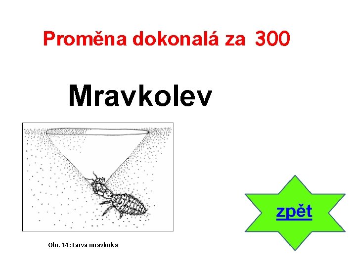 Proměna dokonalá za 300 Mravkolev Obr. 14: Larva mravkolva 