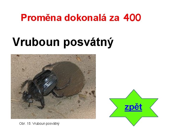 Proměna dokonalá za 400 Vruboun posvátný Obr. 15: Vruboun posvátný 