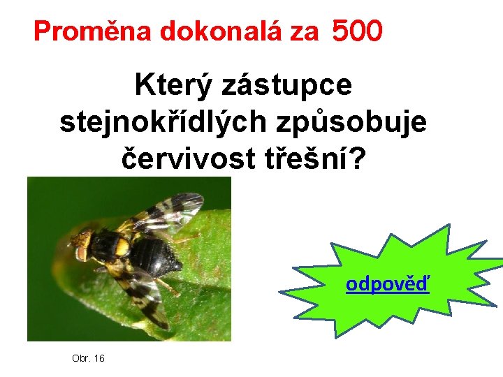 Proměna dokonalá za 500 Který zástupce stejnokřídlých způsobuje červivost třešní? odpověď Obr. 16 