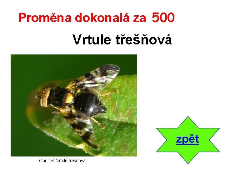 Proměna dokonalá za 500 Vrtule třešňová Obr. 16: Vrtule třešňová 