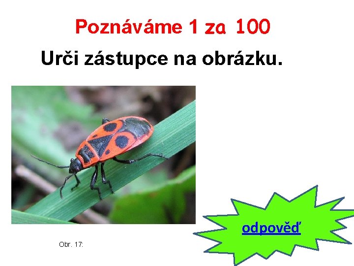 Poznáváme 1 za 100 Urči zástupce na obrázku. odpověď Obr. 17: 