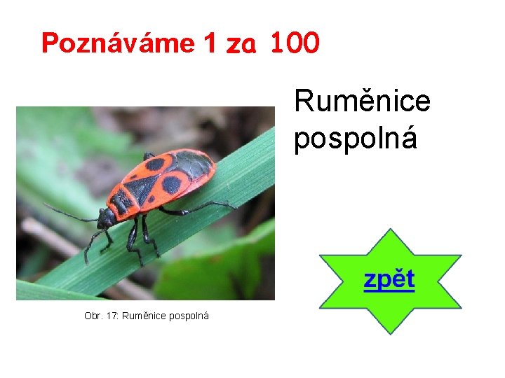 Poznáváme 1 za 100 Ruměnice pospolná Obr. 17: Ruměnice pospolná 