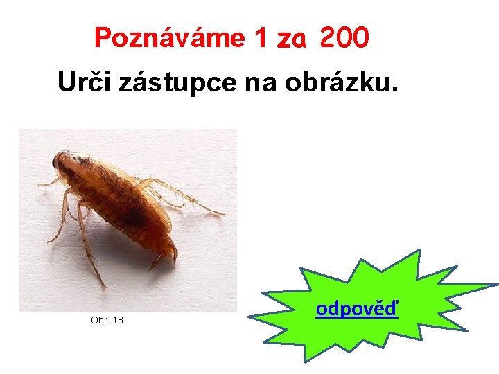 Poznáváme 1 za 200 Urči zástupce na obrázku. Obr. 18 odpověď 