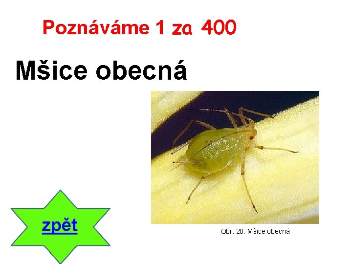 Poznáváme 1 za 400 Mšice obecná Obr. 20: Mšice obecná 