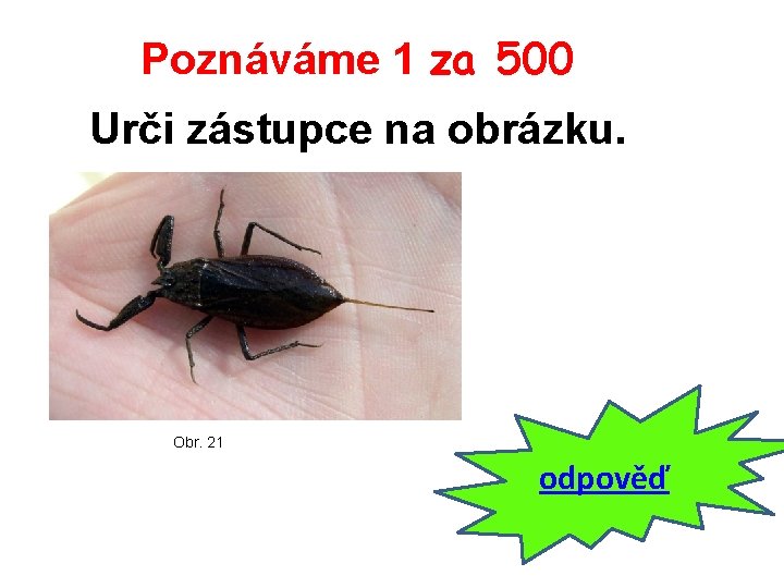 Poznáváme 1 za 500 Urči zástupce na obrázku. Obr. 21 odpověď 