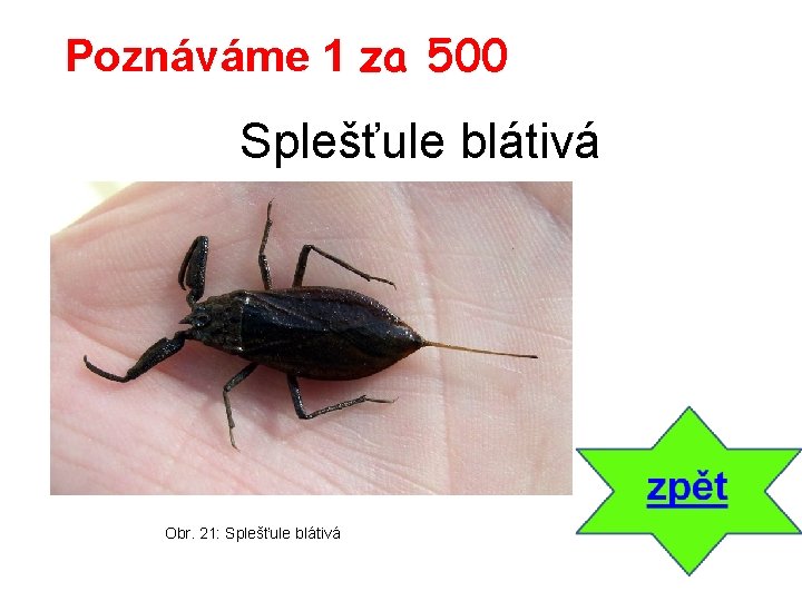 Poznáváme 1 za 500 Splešťule blátivá Obr. 21: Splešťule blátivá 