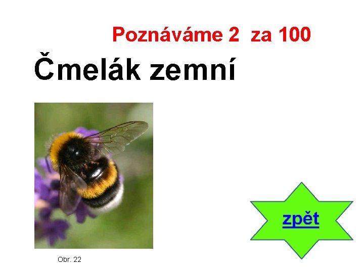 Poznáváme 2 za 100 Čmelák zemní Obr. 22 