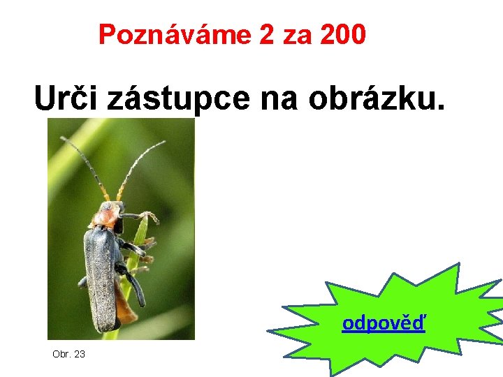 Poznáváme 2 za 200 Urči zástupce na obrázku. odpověď Obr. 23 