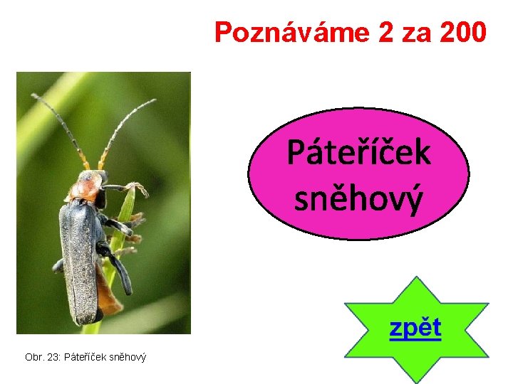 Poznáváme 2 za 200 Páteříček sněhový Obr. 23: Páteříček sněhový 