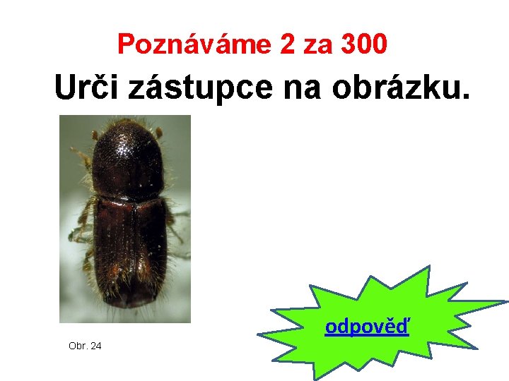 Poznáváme 2 za 300 Urči zástupce na obrázku. odpověď Obr. 24 