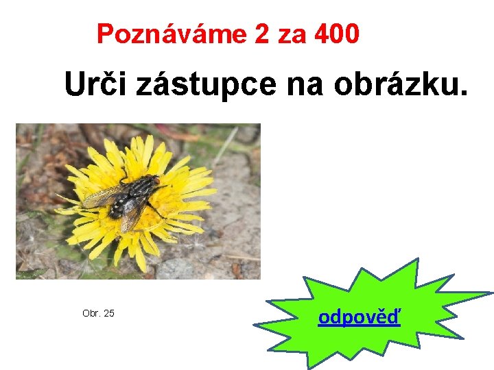 Poznáváme 2 za 400 Urči zástupce na obrázku. Obr. 25 odpověď 