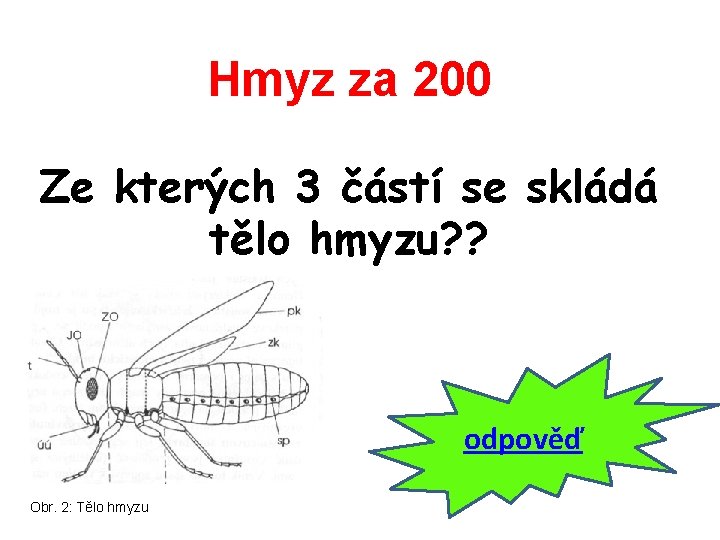 Hmyz za 200 Ze kterých 3 částí se skládá tělo hmyzu? ? odpověď Obr.