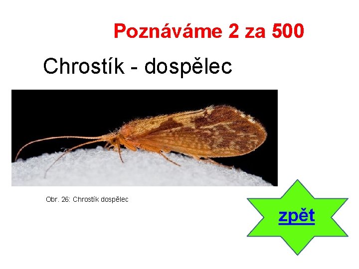 Poznáváme 2 za 500 Chrostík - dospělec Obr. 26: Chrostík dospělec 