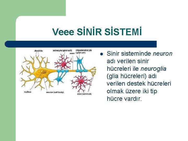 Veee SİNİR SİSTEMİ l Sinir sisteminde neuron adı verilen sinir hücreleri ile neuroglia (glia