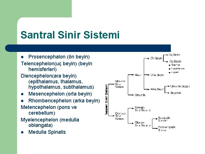 Santral Sinir Sistemi Prosencephalon (ön beyin) Telencephelon(uç beyin) (beyin hemisferleri) Diencephelon(ara beyin) (epithalamus, hypothalamus,