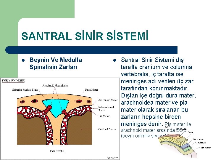 SANTRAL SİNİR SİSTEMİ l Beynin Ve Medulla Spinalisin Zarları l Santral Sinir Sistemi dış