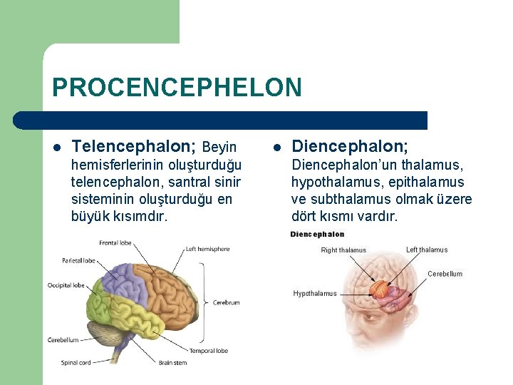 PROCENCEPHELON l Telencephalon; Beyin hemisferlerinin oluşturduğu telencephalon, santral sinir sisteminin oluşturduğu en büyük kısımdır.