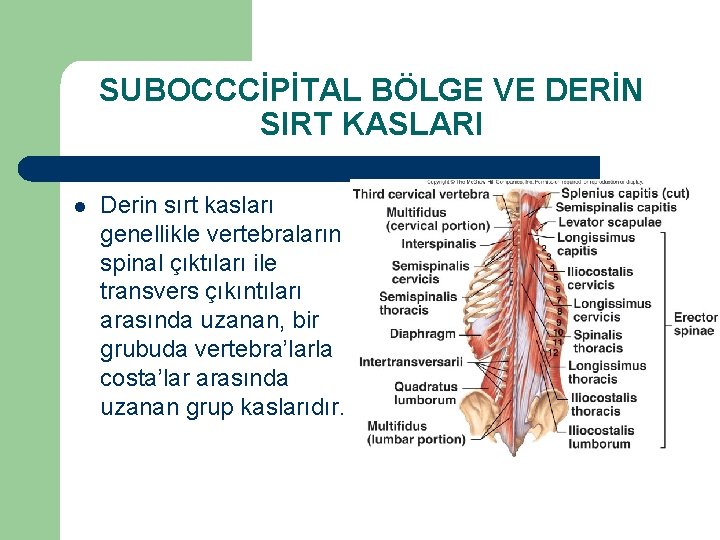 SUBOCCCİPİTAL BÖLGE VE DERİN SIRT KASLARI l Derin sırt kasları genellikle vertebraların spinal çıktıları