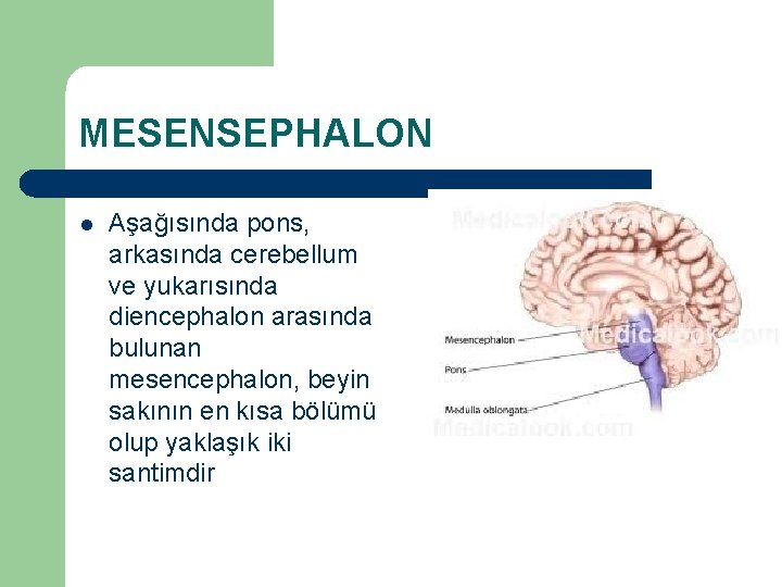 MESENSEPHALON l Aşağısında pons, arkasında cerebellum ve yukarısında diencephalon arasında bulunan mesencephalon, beyin sakının