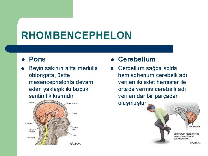 RHOMBENCEPHELON l Pons l Cerebellum l Beyin sakının altta medulla oblongata, üstte mesencephalonla devam
