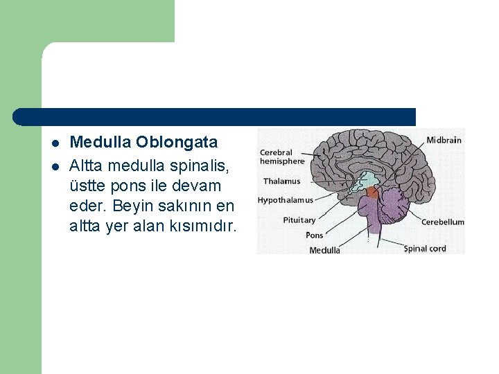 l l Medulla Oblongata Altta medulla spinalis, üstte pons ile devam eder. Beyin sakının