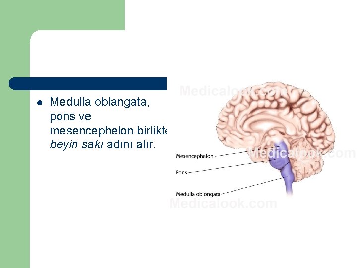l Medulla oblangata, pons ve mesencephelon birlikte beyin sakı adını alır. 