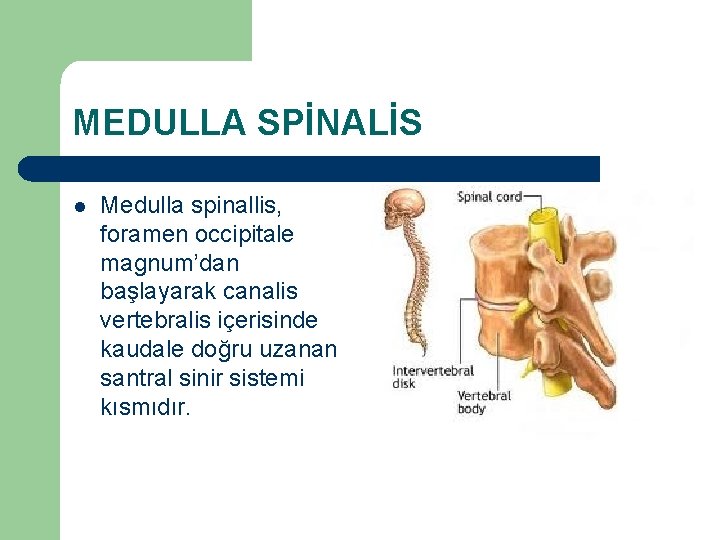 MEDULLA SPİNALİS l Medulla spinallis, foramen occipitale magnum’dan başlayarak canalis vertebralis içerisinde kaudale doğru