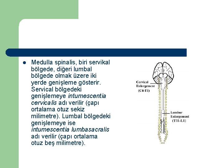 l Medulla spinalis, biri servikal bölgede, diğeri lumbal bölgede olmak üzere iki yerde genişleme