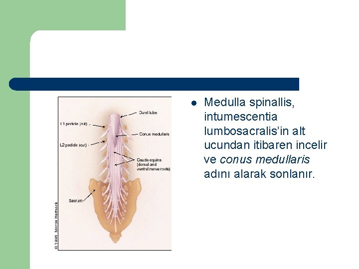 l Medulla spinallis, intumescentia lumbosacralis’in alt ucundan itibaren incelir ve conus medullaris adını alarak
