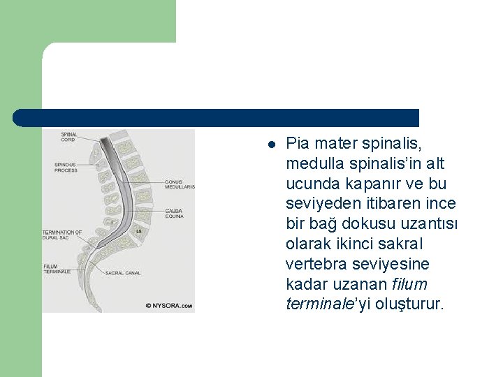 l Pia mater spinalis, medulla spinalis’in alt ucunda kapanır ve bu seviyeden itibaren ince