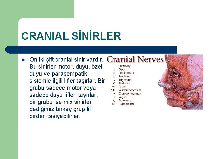 CRANIAL SİNİRLER l On iki çift cranial sinir vardır. Bu sinirler motor, duyu, özel