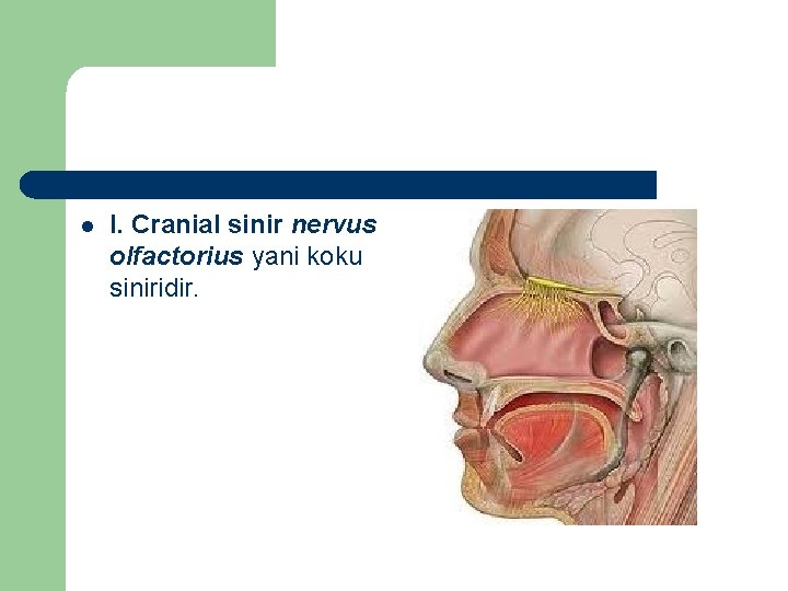 l I. Cranial sinir nervus olfactorius yani koku siniridir. 