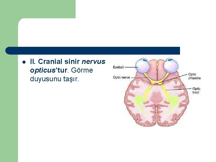 l II. Cranial sinir nervus opticus’tur. Görme duyusunu taşır. 